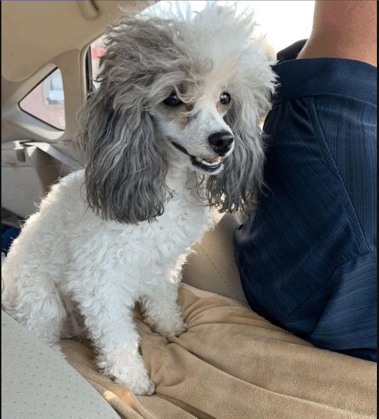 Going Poodles